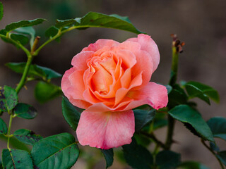 English rosa Abraham Darby (AUScot, Candy Rain, Country Darby) is blooms in garden. Growing roses...