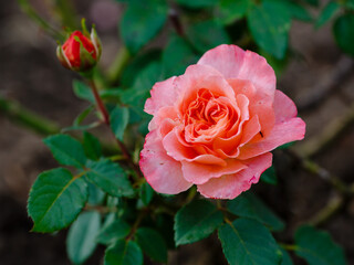 English rosa Abraham Darby (AUScot, Candy Rain, Country Darby) is blooms in garden. Growing roses in the garden.