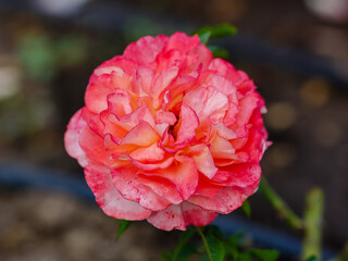 English rosa Abraham Darby (AUScot, Candy Rain, Country Darby) is blooms in garden. Growing roses...