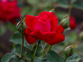 Dame de Coeur (Queen of Hearts, Dama di Cuori, Herz-Dame, Rod Peace) is blooms in garden. Growing roses in the garden.