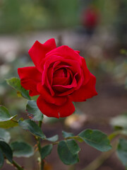 Dame de Coeur (Queen of Hearts, Dama di Cuori, Herz-Dame, Rod Peace) is blooms in garden. Growing roses in the garden.