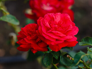 Dame de Coeur (Queen of Hearts, Dama di Cuori, Herz-Dame, Rod Peace) is blooms in garden. Growing roses in the garden.