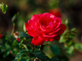 Dame de Coeur (Queen of Hearts, Dama di Cuori, Herz-Dame, Rod Peace) is blooms in garden
