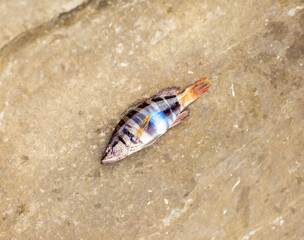 Spotted Hani Fish ( serranus scriba) Colorful tropical fish on a rock.