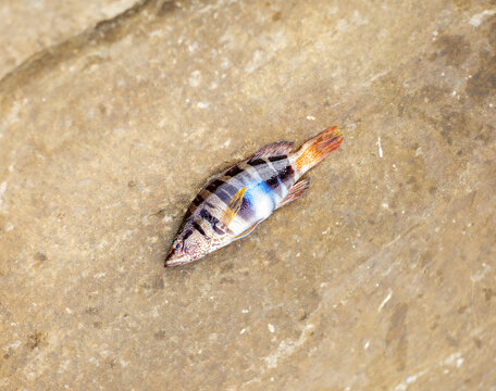 Spotted Hani Fish ( serranus scriba) Colorful tropical fish on a rock.