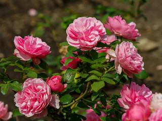 Rosa 'Leonardo da Vinci' is a floribunda rose variety. Growing roses in the garden.