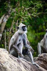 Contemplative Pose: A langur sits calmly on a rock, blending perfectly into its natural habitat with quiet elegance.