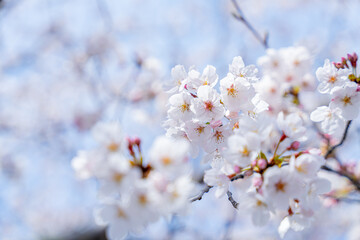 青空に広がる満開の桜