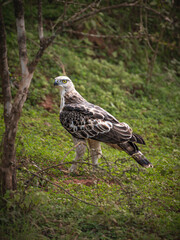 Regal Raptor: A striking eagle stands poised, exuding strength and majesty amidst its natural habitat
