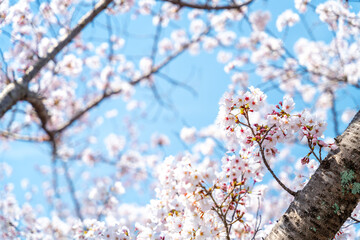 青空に広がる満開の桜