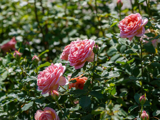 Rosa 'Jubilee Celebration' is a variety of English roses