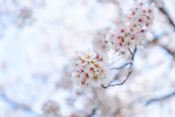 Naklejka premium 青空に広がる満開の桜