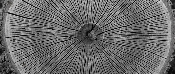 Warm gray cut wood texture. Detailed texture of a felled tree trunk. Rough organic tree rings.