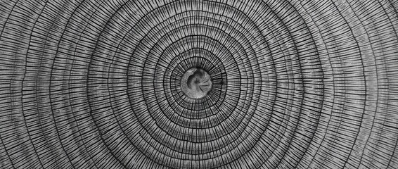 Warm gray cut wood texture. Detailed texture of a felled tree trunk. Rough organic tree rings.