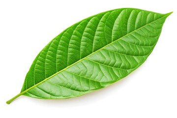 green cocoa leaf isolated on white