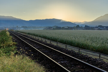 越前田野の蕎麦畑と越美北線に荒島岳からの朝日が刺す瞬間