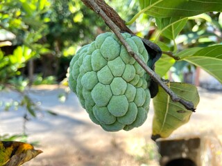 Custard Apple in the front yard