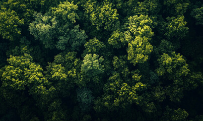 Obraz premium Background about natural habitat