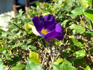 Purple Thunbergia erecta blooming in a park