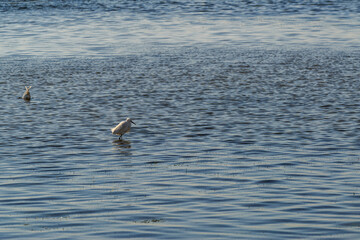 Aigrette à l'affût