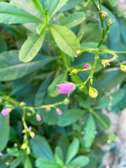 Pink Talinum paniculatum flowers in the garden