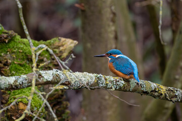 Eisvogel auf einem Ast