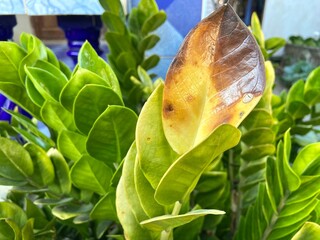 The leaves of the Zanzibar Gem are wilting.