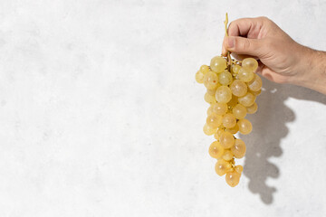 Hand holding a bunch of ripe white grapes isolated on white textured wall with copy space