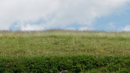 Serene Green Grass Field Under a Bright Blue Sky