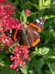 butterfly on flower