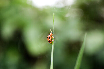 Lady Bug © roliwansyah