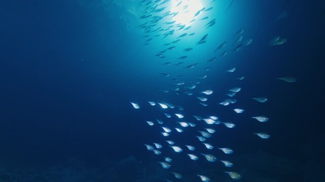 Freediver exploring the deep blue ocean, surrounded by a school of fish illuminated by sun rays