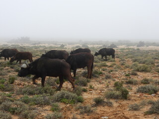 Game Reserve Travels 1 