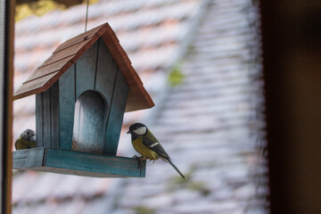 Blue tit sitting on bird feeder in french countryside © Armine