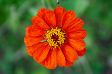 orange flower in the garden