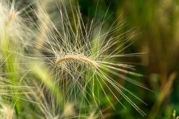 close up of dandelion seeds