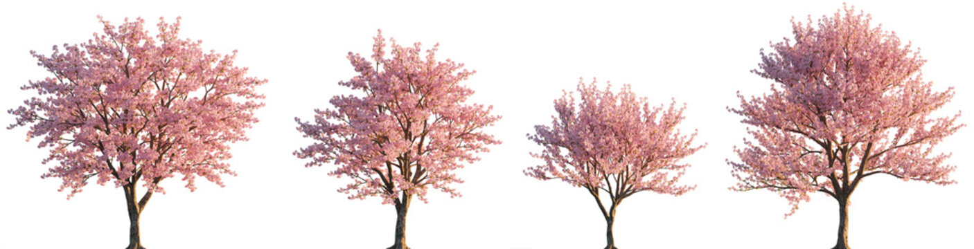 Cherry trees sakura pink blossoming frontal set trees  isolated png on a transparent background premium cutout (Prunus cerasus, Prunus avium, Prunus subg. Amygdalus)
