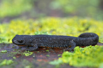 Closeup on a dark colored European alpine newt, Ichthyosaura alpestris on a lichen covered wood