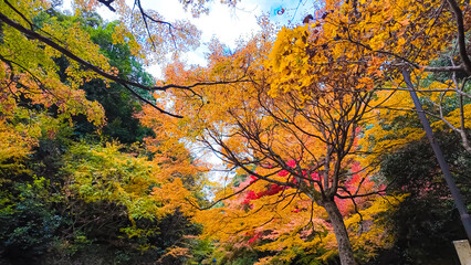 Landscape A breathtaking display of autumn foliage in a Japanese forest at Minoh Osaka