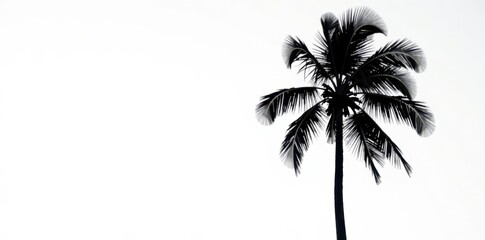 Fototapeta premium Bold black palm tree, slender, against bright white sky, sketch, line, design