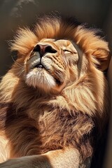 Fototapeta premium Majestic lion, sunlit mane, peaceful slumber.