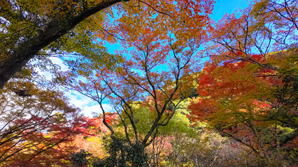 Landscape A breathtaking display of autumn foliage in a Japanese forest at Minoh Osaka