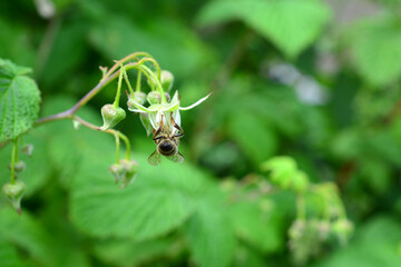 a bee is sitting on the raspberry flower with green leaves in the background