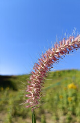 picture of pink flowers beautiful and natural  Contrasting with the green color that is
The background gives an amazing feeling of nature.