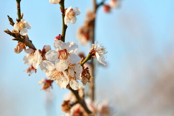 梅の花イメージ