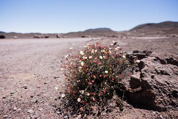 Resilient Plant in Harsh Volcanic Terrain, Reunion Island