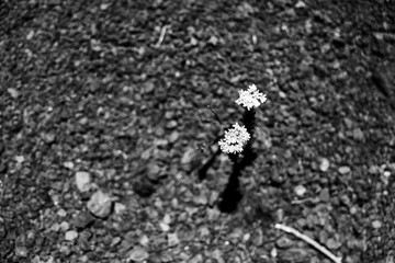 Black and white Resilient Plant in Harsh Volcanic Terrain, Reunion Island