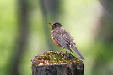 Brown-headed Thrush