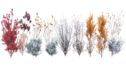 dried plants grass bushes shrub isolated on white background