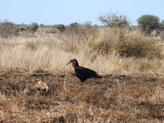 Fototapeta premium Game Reserves in SA 